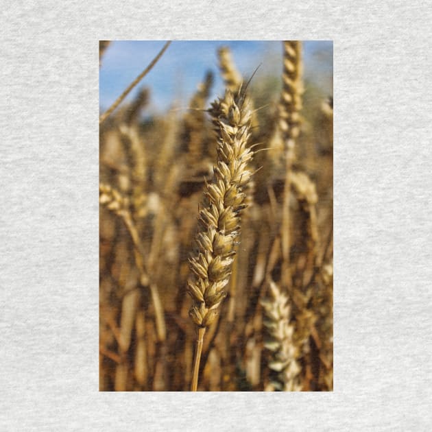 Ear of wheat by avrilharris